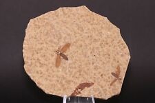 Superb Fossil Flies Plecia pealei Green River Formation Wyoming WY COA 10762 picture