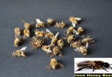 USA Honeybees Real 14 Worker Bees + 14 Drones (Fresh & Dried) SPECIMEN TAXIDERMY picture