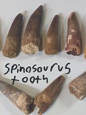 Genuine Spinosaurus Tooth From Late Cretaceous Found In Kem Kem Basin 1.5-3 inch picture