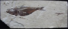 Eryma cretacea 37 - Well Preserved Lobster + Armigatus Fish - Fossils Lebanon picture