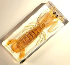 5.5" Real Mantis Shrimp in Crystal Clear Lucite Resin Science Education Specimen picture