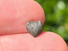 Belgium Fossil Brachiood Navallicria retangularis Late Devonian Age Shell picture