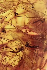 SWARM of 8 LIMONIIDAE & More All Filled By Legs BALTIC AMBER + HQ Pic 190131 picture