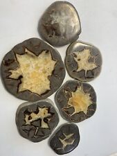 6 Septarian Nodules Slabs ( Utah ) Polished picture