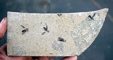 4 March flies • Plecia pealei. • Eocene Age Insect from Wyoming picture
