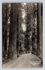 1935 RPPC Scenic Drive of Giant Redwoods Humbodlt Redwood Highway CA Postcard picture