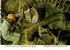 Skilled Tech Reliefing Fossil Bones, Dinosaur Natl Monument, UT Postcard picture