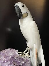 Hand carved one of kind Stone Cockatoo Parrot picture