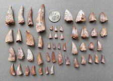 Lot of 50 Triassic Phytosaur Fossil Teeth - Redonda Formation New Mexico picture