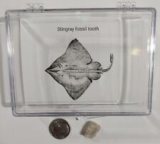 Stingray TOOTH REAL PRE-HISTORIC SHARK FOSSIL EXTINCT in display case picture