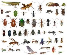 50 Dead Bugs Entomology Class Insect Bug Collection IDENTIFIED ALL USA NATIVE picture