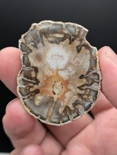 Polished Petrified Wood, 28 grams, 1.9"x1.5"x0.4", Wyoming picture