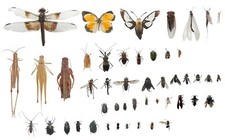 Pinned USA Insect Specimens for Entomology Class Dead Bug Collection Identified picture