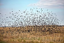 Photo:Blackbirds Flock Over Field 1900s Bird Migration Farm Scene picture
