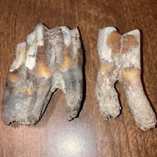 2 RARE Nice Woolly RHINO tooth ROOTS fossils ICE AGE TEETH FOSSIL PALEONTOLOGY Y picture