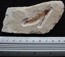 Exocoetoides 148 Flying Fish Good Color & Preservation Cretaceous Fossil Lebanon picture