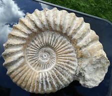 A Grade, Large Fossil Natural Acanthoceras Ammonite Cretaceous Morocco 146 MYO picture
