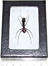 Camponotus gigas REAL FRAMED HUGE GIANT BULLET ANT picture