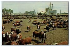 c1960 Kansas Feed Lot Thousands Cattle Market Kansas KS Vintage Antique Postcard picture
