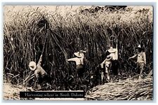 South Dakota SD Postcard RPPC Photo Farmers Harvesting Wheat Farming c1910's picture