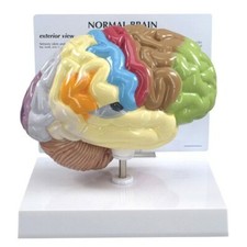 Brain Half Sectioned Anatomical Model GPI  LFA #2950 SEE VIDEO Make Us an Offer picture