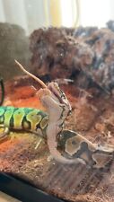 Ball Python-Snake picture