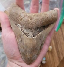 Megalodon Shark Tooth +4 INCHES Amazing - Fossil - RARE Repaired Specimen A+ picture