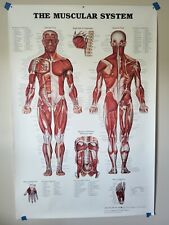 The Anatomical Chart The Muscular System 42