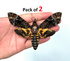 2 Real Death Head Moth Acherontia Spread Mounted Skull Moth Silence Taxadermy  picture