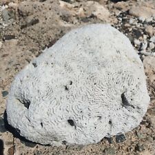 Natural Coral Brain Fossil from Caribbean, Surf Tumbled, Fish Tank Decor, Coral picture