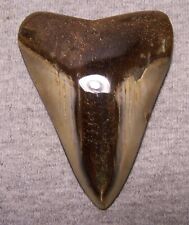 MEGALODON SHARK TOOTH SHARK TEETH FOSSIL STUNNING COLOR 3 1/4 BIG POLISHED JAW picture