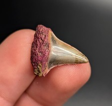 Rare Pink Algae Stained Isurus Praecursor Mako Shark Tooth North Florida Eocene picture
