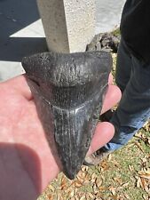 Black megalodon tooth From Georgia picture