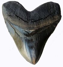 5.5 Inch Megalodon Tooth Black With Serrations picture