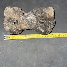 Bison Atlas Vertebrae Bone Fossil from Ice Age (Pleistocene Era) Iowa picture