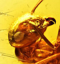 Detailed Aculeata, Formicidae (Ant), Fossil Inclusion in Baltic Amber picture