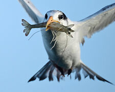 photograph of a tern with a shrimp picture