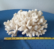 Large White Natural Reef Coral ~  11