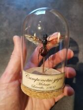 Globe Ant Camponotus Gigas Princess Cabinet Of Curiosities Oddities Insect picture