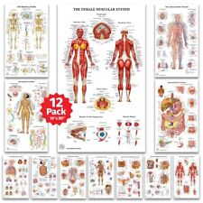 12 Human Anatomy Posters - Medical Posters, Circulatory, Skeletal, Male Femal... picture