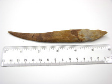 Hybodus Cretaceous Jurassic Shark dorsal fin spine fossil  RARE 6 " hy3 picture