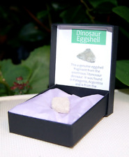 100% Genuine Patagonia Titanosaur Dinosaur Eggshell Fossil in Presentation Box picture