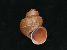 Fresh Water Snail Viviparus mearnsi 31.7mm ID#5337 picture