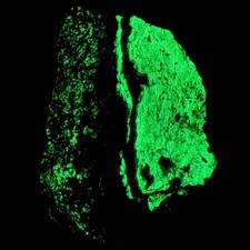 Superb Phosphorescent Radiating Willemite: Franklin mine, Franklin, New Jersey picture