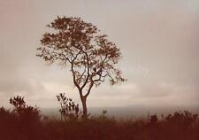 A TREE GROWS IN AFRICA African Abstract FOUND PHOTOGRAPH Color Snapshot 08 28 W picture