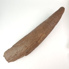 Triceratops horridus 16" Brow Horn Dinosaur Fossil - Lance Fm. - Weston Co., WY picture