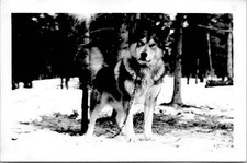 Determined Siberian Husky Dog in the Snow Snapshot Nature 1950s Vintage Photo picture