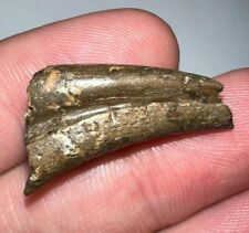 Rare STRUTHIOMIMUS Fossil Partial Dinosaur Claw 1.02 Inches picture
