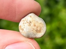 Germany Fossil Brachiood Beckmannia pentagonus Late Devonian Age Shell picture