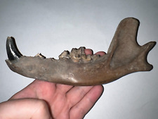 Rare Ice Age Fossil WOLF JAW with multiple teeth and Canine 7+ INCHES NO REPAIR picture